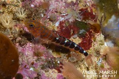 Notoclinops caerulepunctus