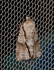 Turnerinycta phaeocosma