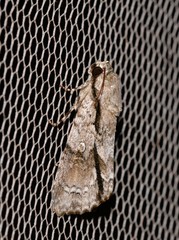 Turnerinycta phaeocosma