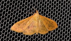 Patania balteata