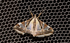 Agrioglypta excelsalis