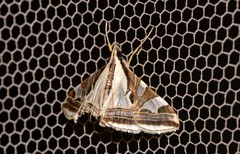 Agrioglypta excelsalis