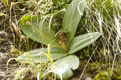 Eucomis schijffii