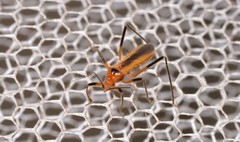 Micropolytoxus hackeri