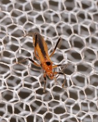 Micropolytoxus hackeri