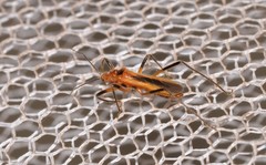 Micropolytoxus hackeri