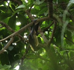 Pteropus seychellensis comorensis