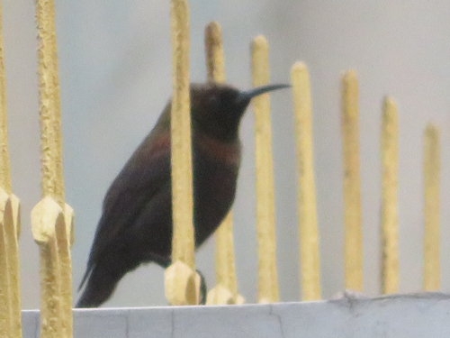 Copper Sunbird