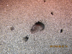 Anoteropsis litoralis