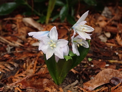 Scilla mischtschenkoana