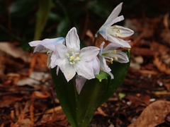 Scilla mischtschenkoana