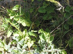 Aristolochia paucinervis