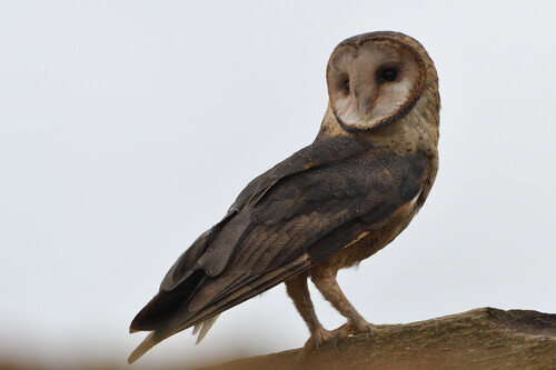 American Barn Owl
