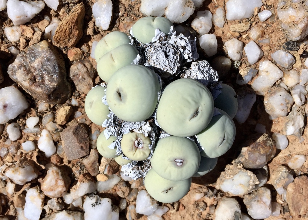 Conophytum calculus, West Coast, ZA-WC, ZA
