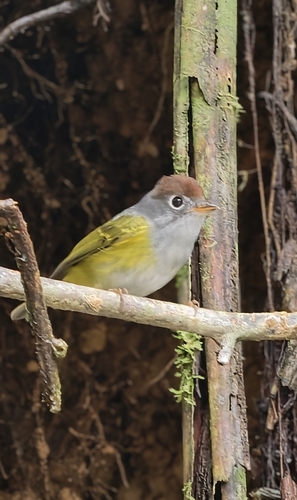 Chestnut-crowned Warbler (Phylloscopus castaniceps), photo 6