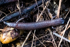 Batrachoseps major major