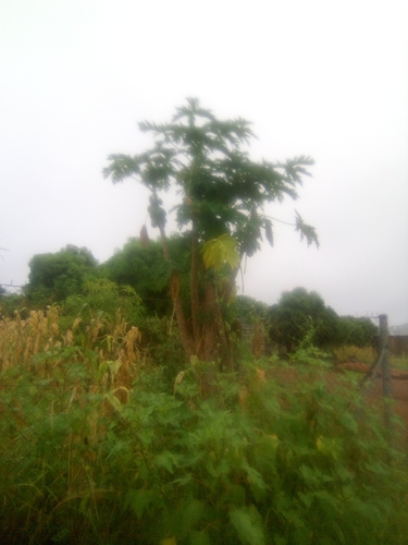 Papaya