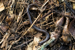 Batrachoseps major major