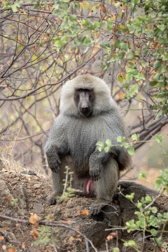 Hamadryas Baboon