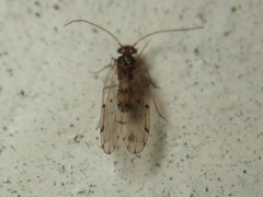 Ectopsocus briggsi