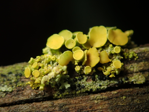 Pin-cushion Sunburst Lichen