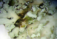 Heterodermia spathulifera