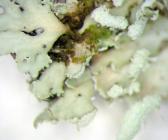 Heterodermia spathulifera