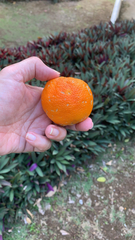 Citrus × aurantium