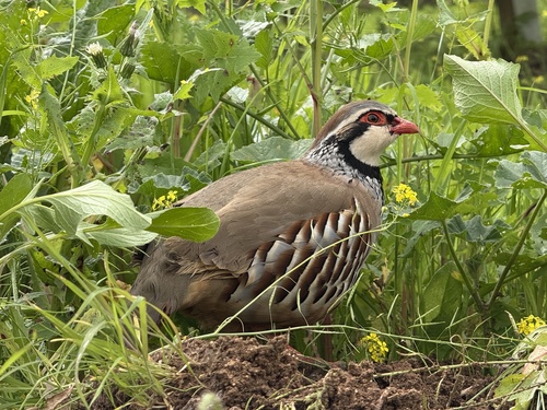 Perdiz roja (Alectoris rufa)