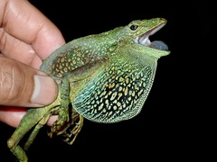 Anolis aequatorialis