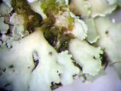 Heterodermia spathulifera