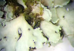 Heterodermia spathulifera