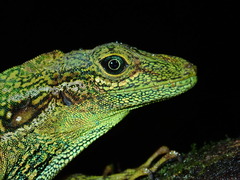 Anolis aequatorialis
