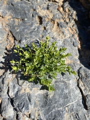 Euphorbia schizoloba