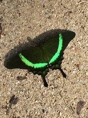 Papilio palinurus