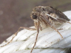 Agriopis dira