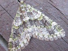 Esakiopteryx volitans