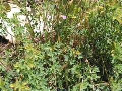 Petrorhagia nanteuilii