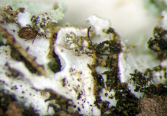 Heterodermia spathulifera