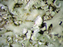 Heterodermia spathulifera