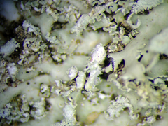 Heterodermia spathulifera