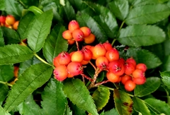 Sorbus sambucifolia