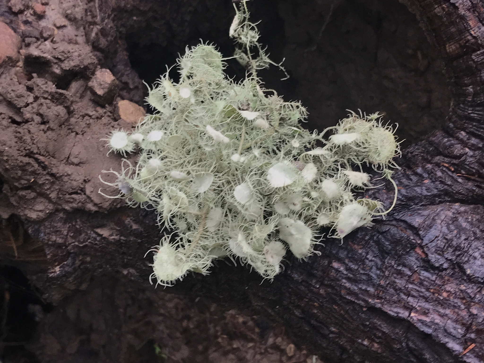 Usnea intermedia image