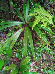 Dypsis louvelii
