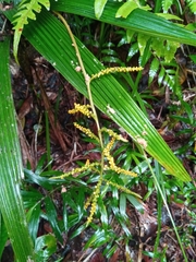 Dypsis louvelii