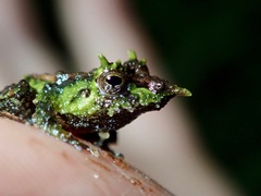Pristimantis appendiculatus