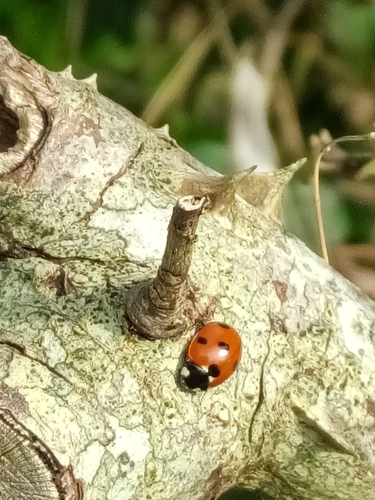 Seven-spotted Lady Beetle