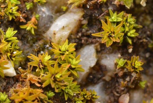 Bryoerythrophyllum inaequalifolium