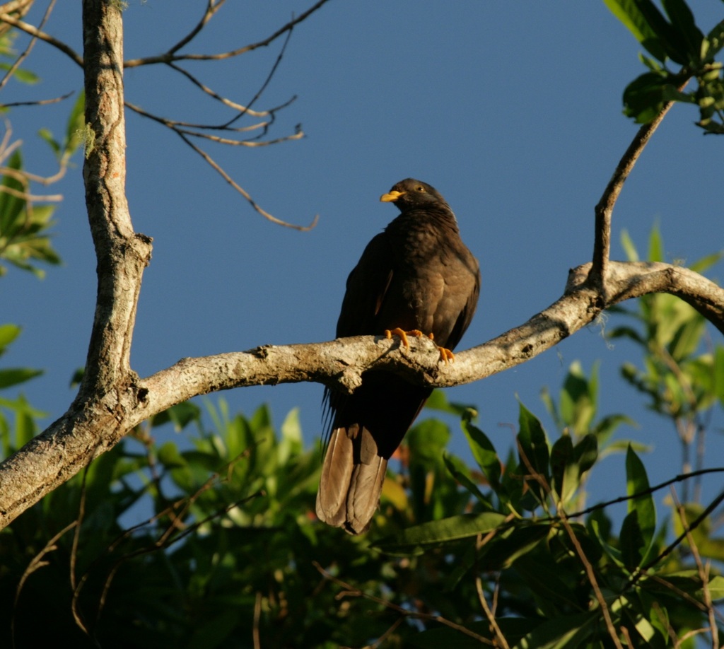 Comoro Olive-Pigeon