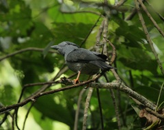 Leptosomus discolor